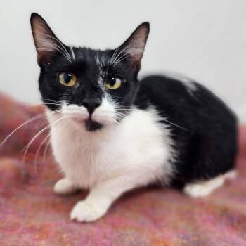 Berkey Girl -  Domestic Short Hair Cat for Adoption in New York, New York - Berkey Girl | PetCurious