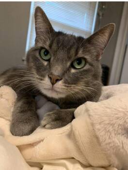 Harper S. -  Domestic Short Hair Cat for Adoption in West Peoria, Illinois - Harper S. | PetCurious