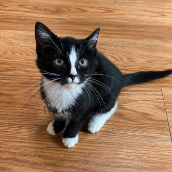 Rizzoli -  Tuxedo and Domestic Short Hair Cat for Adoption in Greensburg, Pennsylvania - Rizzoli | PetCurious