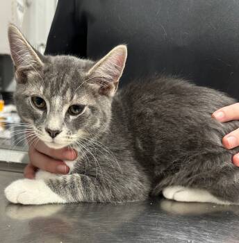 Rescue Domestic Short Hair Cats for Adoption in Hillsdale, Indiana - Lincoln | PetCurious