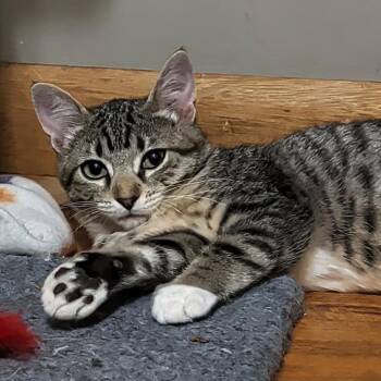Cyndi -  Domestic Short Hair Cat for Adoption in West Jefferson, Ohio - Cyndi | PetCurious
