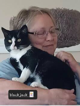 Rescue Domestic Short Hair Cats for Adoption in Walworth, Wisconsin - Blackjack | PetCurious