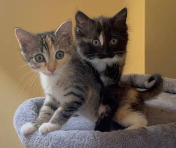 Mitzi -  Domestic Short Hair Cat for Adoption in Wilmington, North Carolina - Mitzi | PetCurious