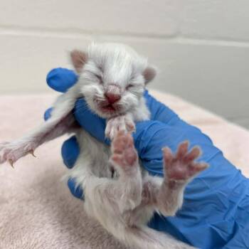 Domestic Medium Hair Cats Available for Adoption in Lyndhurst, Virginia - Tofu | PetCurious