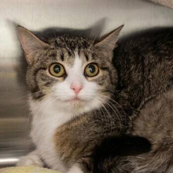 Juniper -  Domestic Short Hair Cat for Adoption in Indiana, Pennsylvania - Juniper | PetCurious