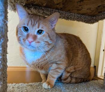 Rescue Domestic Short Hair Cats for Adoption in Prescott, Arizona - ARCHIE | PetCurious