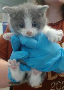 Domestic Short Hair Cats Available for Adoption in Oklahoma City, Oklahoma - JAYNA | PetCurious