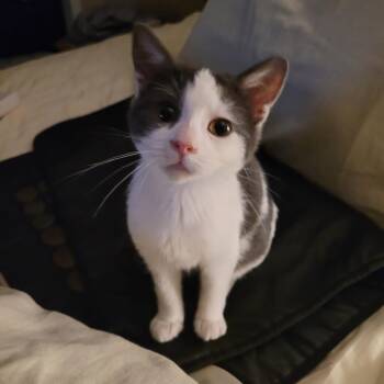 Muffin -  Domestic Short Hair Cat for Adoption in Layton, Utah - Muffin | PetCurious