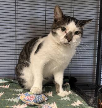 Rescue Tabby Cats for Adoption in Columbus, Ohio - Othello | PetCurious
