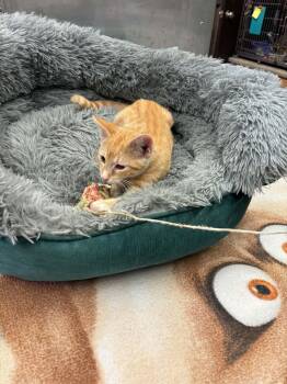 LINCOLN -  Domestic Short Hair Cat for Adoption in Buckhannon, West Virginia - LINCOLN | PetCurious