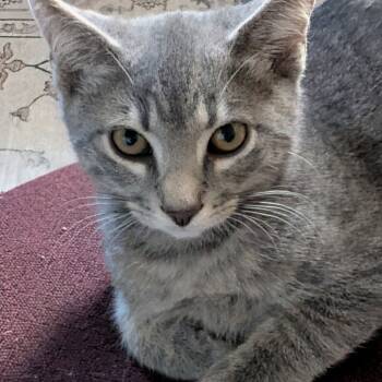 Rescue Domestic Short Hair Cats for Adoption in Fairfax, Virginia - Oakley | PetCurious