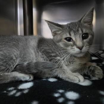 Shortbread -  Domestic Short Hair Cat for Adoption in Windsor, Virginia - Shortbread | PetCurious