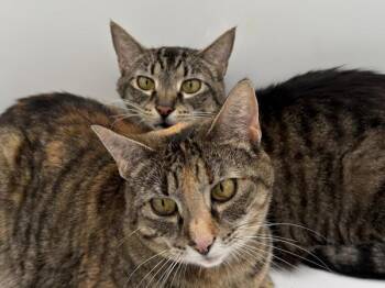 Francesca & Charles -  Domestic Short Hair Cat for Adoption in Portland, Oregon - Francesca & Charles | PetCurious