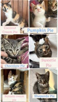 Pie Crew -  Domestic Short Hair Cat for Adoption in Buffalo, New York - Pie Crew | PetCurious