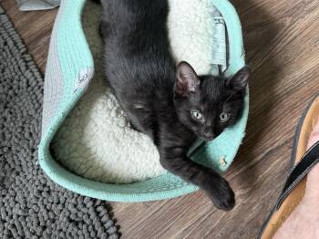 Muse -  Domestic Short Hair Cat Available for Adoption in Richardson, Texas - Muse | PetCurious