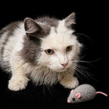 Domestic Long Hair Cats Available for Adoption in Las Vegas, Nevada - Stanley | PetCurious