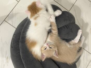 Rescue Domestic Short Hair Cats for Adoption in Dickson, Tennessee - Copper (and Penny!) | PetCurious