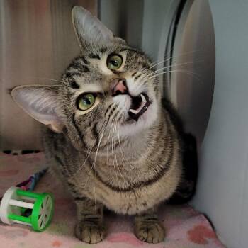 Pigeon -  Domestic Short Hair Cat for Adoption in Nashville, Indiana - Pigeon | PetCurious