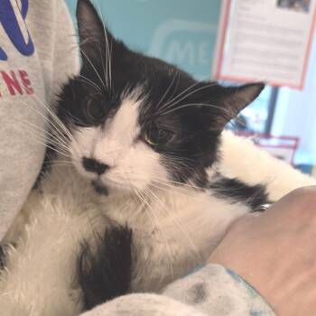 Sassy -  Domestic Medium Hair Cat for Adoption in Fort Wayne, Indiana - Sassy | PetCurious