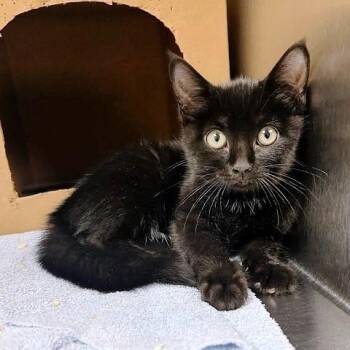 Wanda -  Domestic Short Hair Cat for Adoption in Millcreek, Utah - Wanda | PetCurious