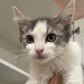 Bubbles -  Domestic Short Hair Cat Available for Adoption in Voorhees Township, New Jersey - Bubbles | PetCurious