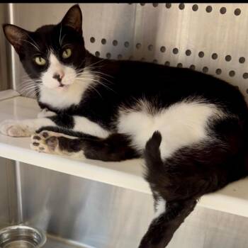 Cookie -  Domestic Short Hair Cat for Adoption in Houston, Texas - Cookie | PetCurious
