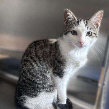 Turbo Mode -  Domestic Short Hair Cat for Adoption in Davenport, Iowa - Turbo Mode | PetCurious