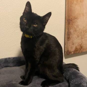 Shadow -  Domestic Short Hair Cat for Adoption in Chino Hills, California - Shadow | PetCurious