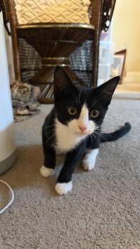 Toby Cat -  Domestic Short Hair Cat for Adoption in Lakewood, California - Toby Cat | PetCurious