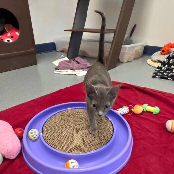 Domestic Short Hair Cats Available for Adoption - Aryna | PetCurious