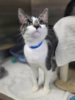 Domestic Short Hair Cats Available for Adoption in Westland, Michigan - Titan | PetCurious