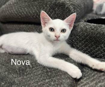 Rescue Domestic Short Hair Cats for Adoption in Oakley, California - Nova | PetCurious