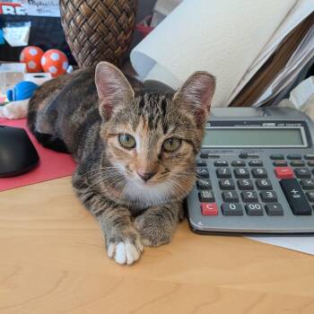 Becca -  Domestic Short Hair Cat for Adoption in Wilmington, North Carolina - Becca | PetCurious