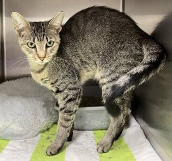 Rescue Domestic Short Hair Cats for Adoption in Annapolis, Maryland - Pickles | PetCurious
