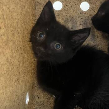72300 -  Domestic Short Hair Cat for Adoption in Harrisonburg, Virginia - 72300 | PetCurious