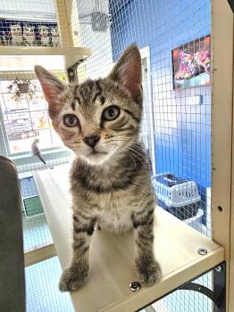 Lemon -  Domestic Short Hair Cat Available for Adoption in Toledo, Ohio - Lemon | PetCurious