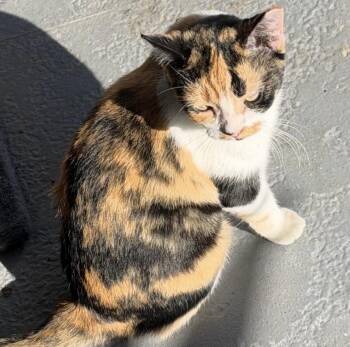 Cali -  Calico Cat for Adoption - Cali | PetCurious