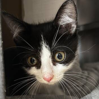 Baccarat Rouge -  Domestic Short Hair Cat for Adoption in Chicago, Illinois - Baccarat Rouge | PetCurious