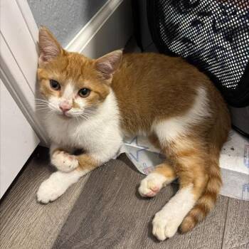 Banana Pepper -  Domestic Short Hair Cat for Adoption in Edwardsville, Illinois - Banana Pepper | PetCurious