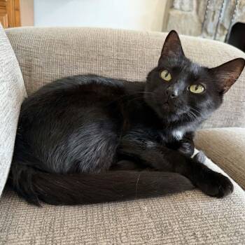 Alexa -  Domestic Short Hair Cat for Adoption in Gladstone, Oregon - Alexa | PetCurious