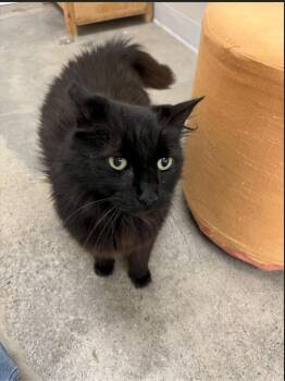 Tito -  Domestic Long Hair Cat for Adoption in Napa, California - Tito | PetCurious