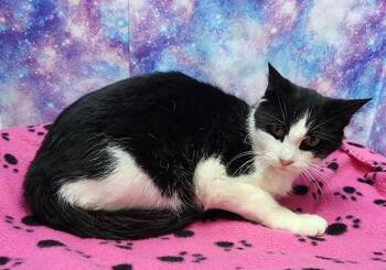 Domestic Short Hair Cats Available for Adoption - January | PetCurious