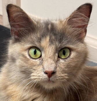 Rescue Domestic Short Hair Cats for Adoption in Walled Lake, Michigan - Elenor | PetCurious