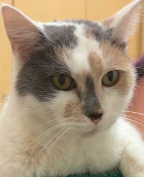 Rescue Domestic Short Hair Cats for Adoption in Elizabethton, Tennessee - INDIE | PetCurious