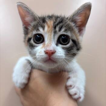 Domestic Short Hair Cats Available for Adoption in Goleta, California - Fur-ghetti | PetCurious