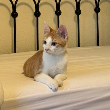 Sully -  American Shorthair Cat for Adoption in Carrollton, Texas - Sully | PetCurious