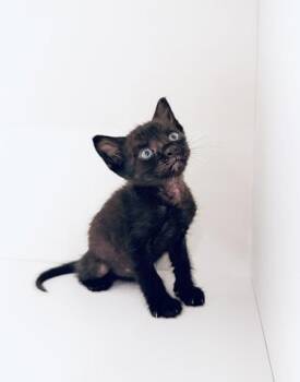 TIMBER -  Domestic Short Hair Cat for Adoption in Fernandina Beach, Florida - TIMBER | PetCurious