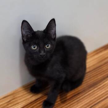 Magnum -  Domestic Short Hair Cat for Adoption in Muncie, Indiana - Magnum | PetCurious