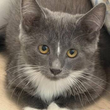 Amber Silverman -  Domestic Short Hair Cat for Adoption in Eagle Mountain, Utah - Amber Silverman | PetCurious