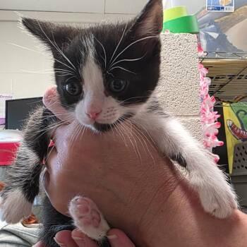 Domestic Short Hair Cats Available for Adoption in Eureka Springs, Arkansas - Tacocat | PetCurious